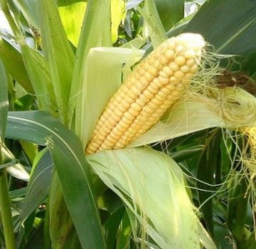 The best predecessors of corn in a crop rotation that can be planted after