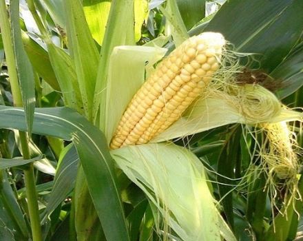 Pendahuluan jagung terbaik dalam penggiliran tanaman yang boleh ditanam selepasnya