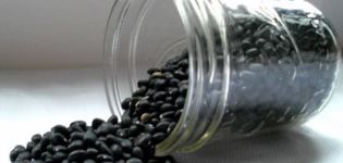 Useful and harmful properties of black beans for health, description of varieties