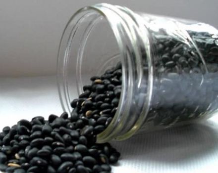 Useful and harmful properties of black beans for health, description of varieties