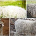 Top 8 downy goat breeds, their characteristics and comparison