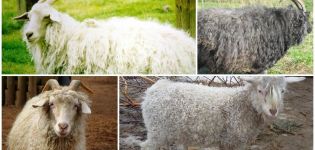 Top 8 downy goat breeds, their characteristics and comparison