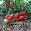 Description de la variété de tomate pomme Paradise, caractéristiques de culture et d'entretien