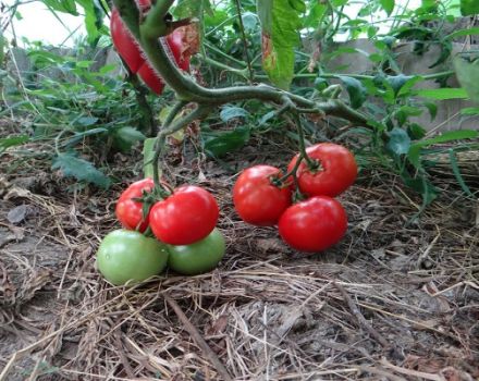 Description de la variété de tomate pomme Paradise, caractéristiques de culture et d'entretien