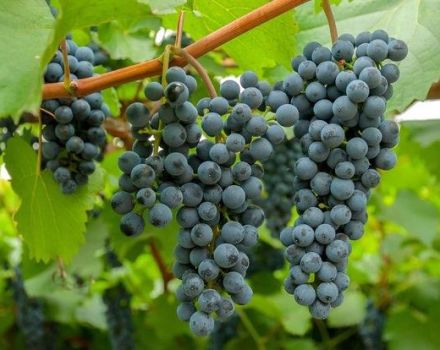 Description of black and white Amur grape varieties, planting and care, reproduction