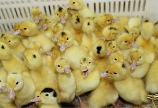 Why ducklings die at home and how to save, how to treat