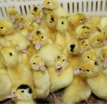 Kailan at sa anong edad ang mga duckling ay ilalabas sa labas at pinapayagan na lumangoy