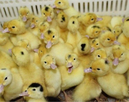 Why ducklings die at home and how to save, how to treat