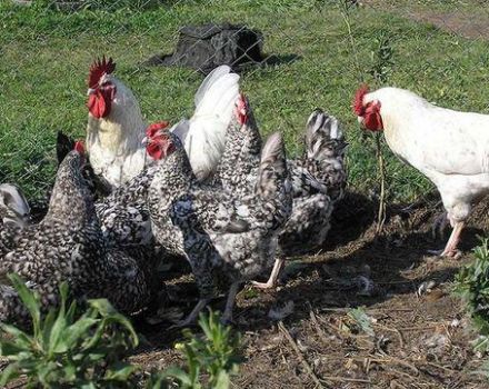 Ciri-ciri dan keterangan mengenai baka ayam Pushkinskaya, peraturan penyelenggaraan