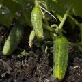 Description of the variety of cucumbers Merry guys, cultivation features and yield