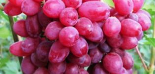 Characteristics of the Sofia grape variety, description of fruiting and cultivation features