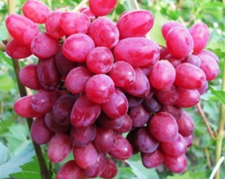 Characteristics of the Sofia grape variety, description of fruiting and cultivation features