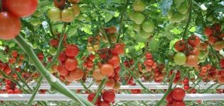 Characteristics and description of the tomato variety Red Arrow