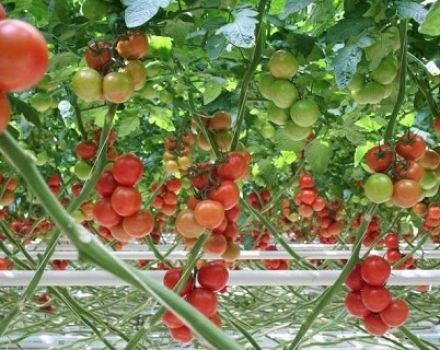 Características y descripción de la variedad de tomate Red Arrow