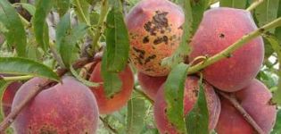 Effective peach pest and disease control measures