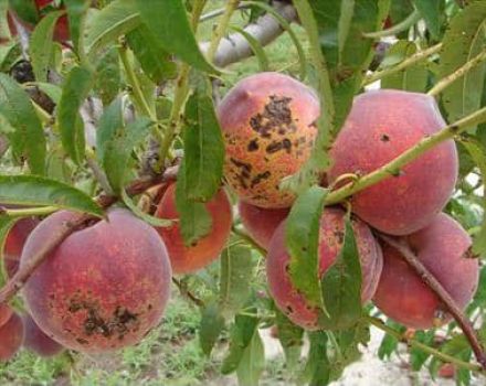 Effective peach pest and disease control measures