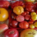 Une sélection des meilleures variétés de tomates pour la région nord-ouest