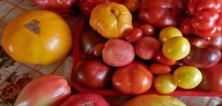 A selection of the best tomato varieties for the northwest region