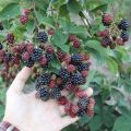 Description and characteristics of Black Satin blackberries, planting and care in the open field