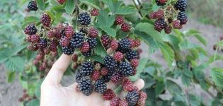 Description and characteristics of Black Satin blackberries, planting and care in the open field