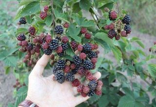 Descripción y características de las moras Black Satin, plantación y cuidado en campo abierto.