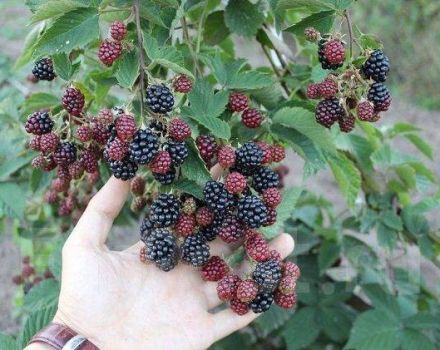 Penerangan dan ciri-ciri blackberry Black Satin, penanaman dan penjagaan di ladang terbuka