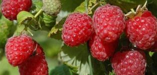 Penerangan mengenai pelbagai jenis raspberry Bryanskoe Divo, tumbuh dan dijaga