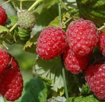 Description des framboises remontantes de la variété Bryanskoe Divo, culture et entretien