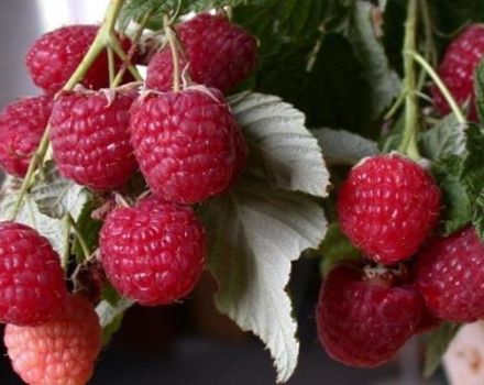 Description of the remontant variety of raspberries Polka, yield, planting and care