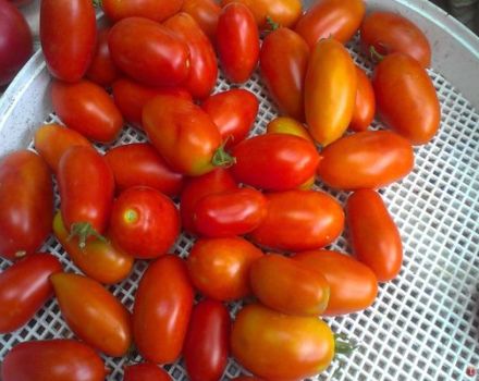 Description of the Superbanan tomato variety and its characteristics