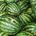 Characteristics and description of watermelon variety Producer: cultivation, collection and storage