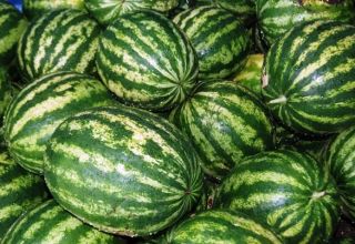 Characteristics and description of watermelon variety Producer: cultivation, collection and storage