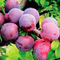 Paglalarawan ng ang pinakamahusay na mga varieties at hybrids ng mga plum para sa rehiyon ng Moscow, pagtatanim at paglaki