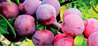 Description des meilleures variétés et hybrides de prunes pour la région de Moscou, plantation et culture