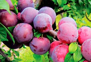 Description of the best varieties and hybrids of plums for the Moscow region, planting and growing