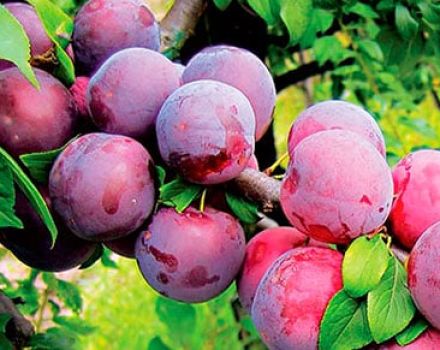 Description of the best varieties and hybrids of plums for the Moscow region, planting and growing