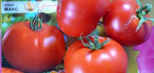 Caractéristiques et description de la variété de tomates Max, son rendement