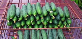 Description of the Paratunka cucumber variety, cultivation and yield