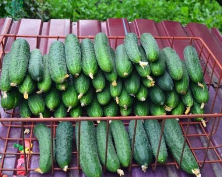 Description of the Paratunka cucumber variety, cultivation and yield