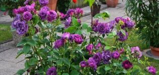 Description and rules for growing roses of the Rhapsody in Blue variety