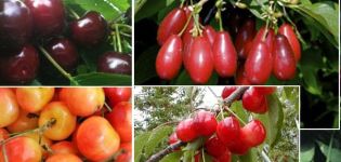 The best cherry varieties for central Russia, self-fertile, early and undersized