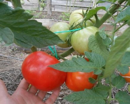 Kenmerken en beschrijving van het tomatenras Neighborhood envy f1