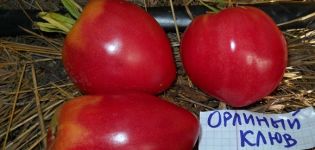 Characteristics and description of the tomato variety Eagle's beak, its yield