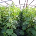 Ang teknolohiya at mga lihim ng paglaki at pag-aalaga ng mga pipino sa isang polycarbonate greenhouse