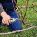 How to properly prune grapes in spring, summer and autumn from unnecessary shoots for beginners