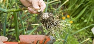 Quando è necessario rimuovere l'aglio primaverile dal giardino per la conservazione?