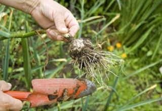 Quand devez-vous retirer l'ail de printemps du jardin pour le stocker?