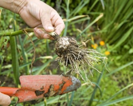 Bilakah anda perlu mengeluarkan bawang putih musim bunga dari kebun untuk simpanan?