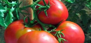 Description de la variété de tomate Voevoda, sa culture et son entretien