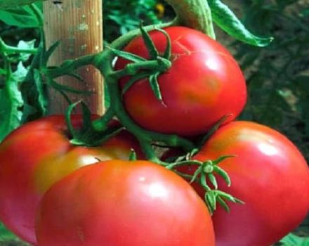 Description de la variété de tomate Voevoda, sa culture et ses soins